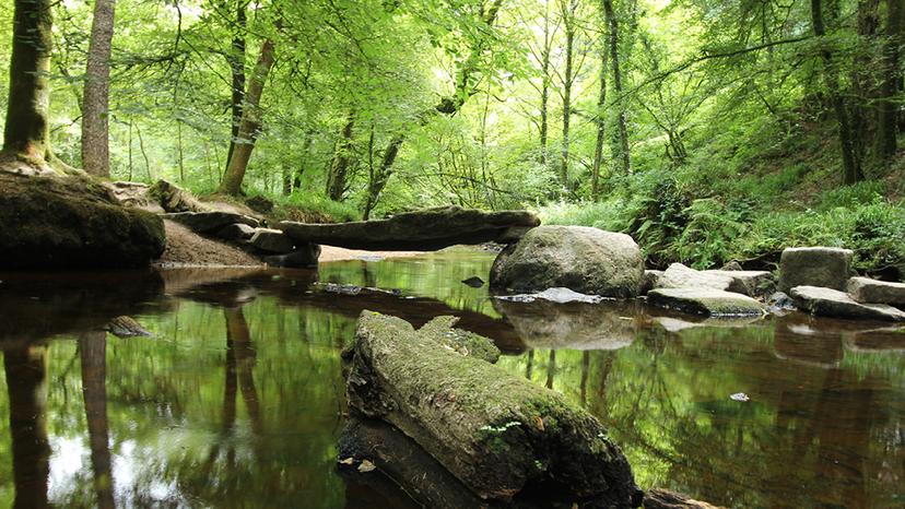 balade en foret