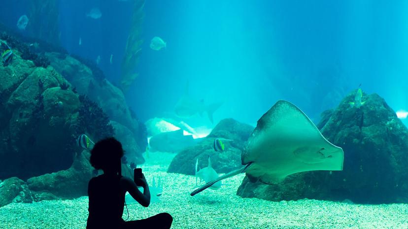 Ocearium La Baule