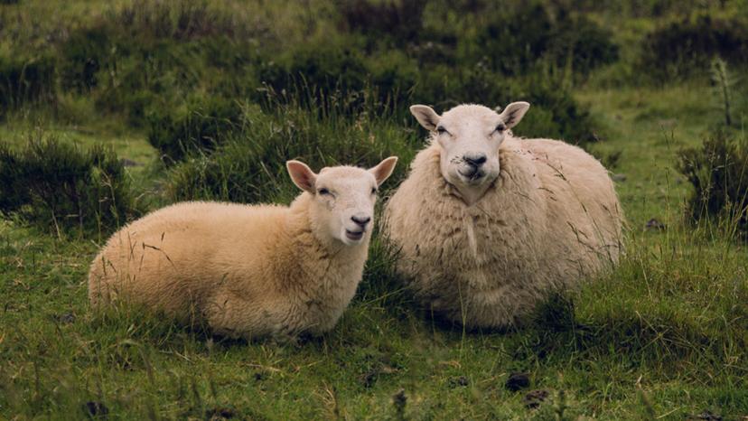 Bergerie moutons