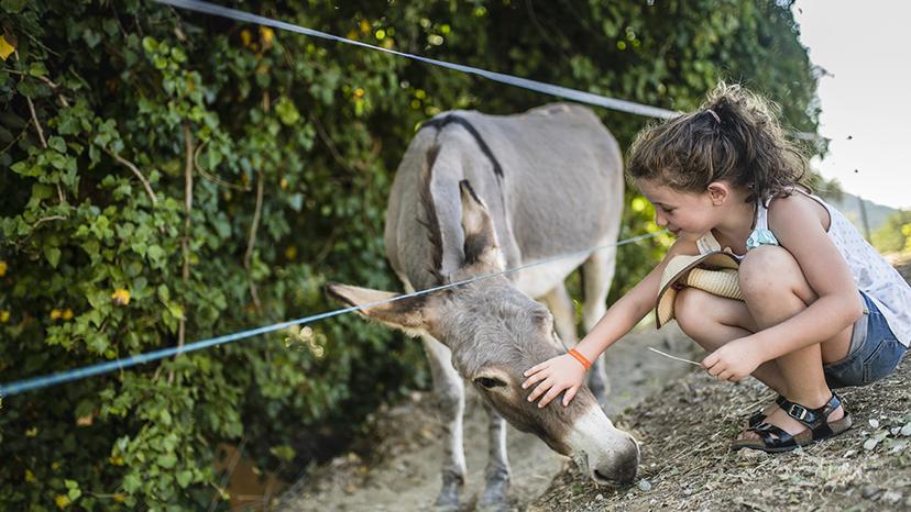 Animaux de la ferme