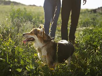 Partir en vacances avec son chien