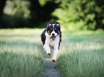 Vacances à la mer ou à la montagne avec son chien